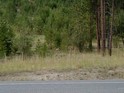 Coyote at the Roadside