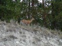 En route Deer!