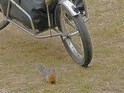 Squirrel Posing for Photo!