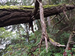 Even Large Trees Fall!