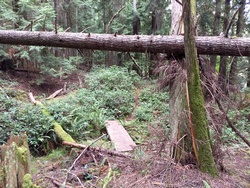 Overgrown Sections
