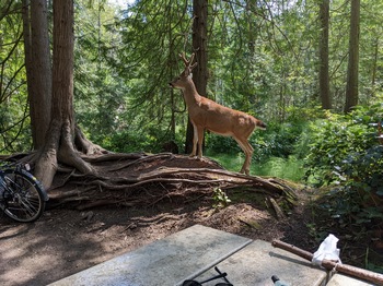 Campsite Visitor!