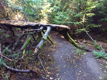 With Some Trail Hazards
