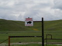 Buffalo at Large!