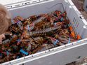 Really Fresh Lobster!!!
