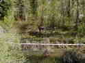 Moosey in the Bush!