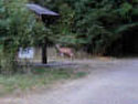 Elusive Deer!