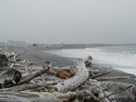 That's some driftwood!