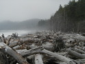 Some more of that massive driftwood!