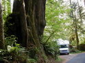 Huge trees!