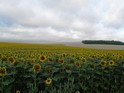 Lots of Sunflowers!