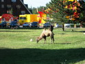 Village Camel!