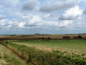 Fields of Wheat