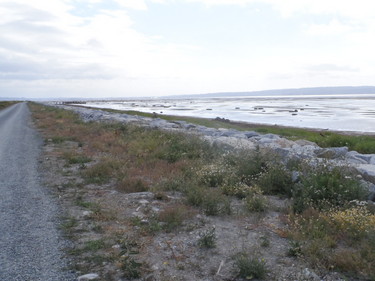 Boundary Bay Dyke Trail