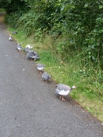 Other Trail Users!