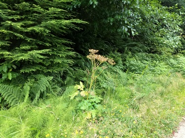 Giant Hogweed - Avoid!!!