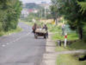 Horse-Drawn Delivery Service!