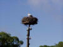 Stork's Nest