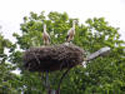 Plenty More Storks!