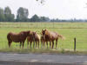 Nice Horses