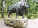 The only Bison that I saw!