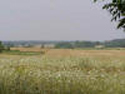 Fields and Fields of Wheat!