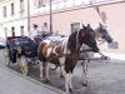 Horse Drawn Tours