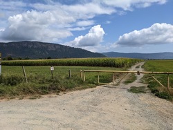 Cornfields alongside Tzouhalem Rd.