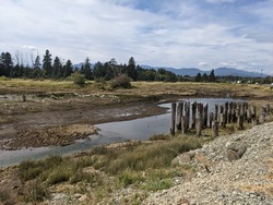 Remains of First Nations Fish Traps - Courtenay River
