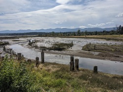 Remains of First Nations Fish Traps - Courtenay River