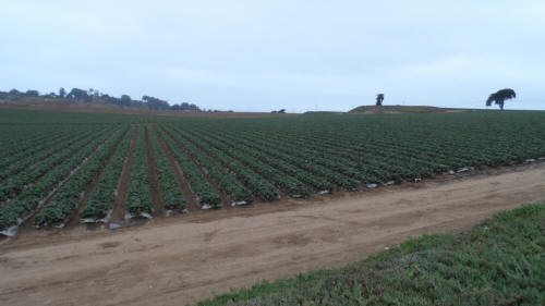 Strawberry Fields Forever!