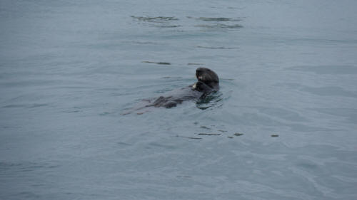 Not an Aquarium Otter!