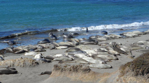 Elephant Seals