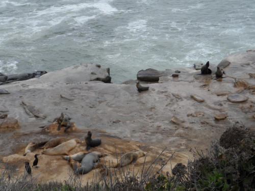 Sea Lions at La Jolla Cove