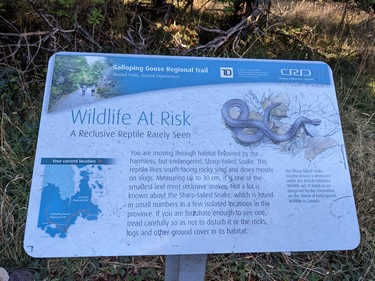 Reclusive Reptile Information