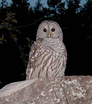 Owl Close Encounter