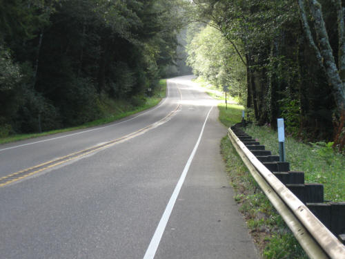 Forested route through the Dunes