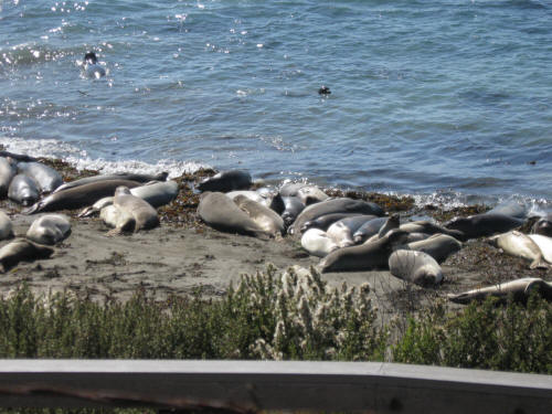 Elephant Seals Everywhere