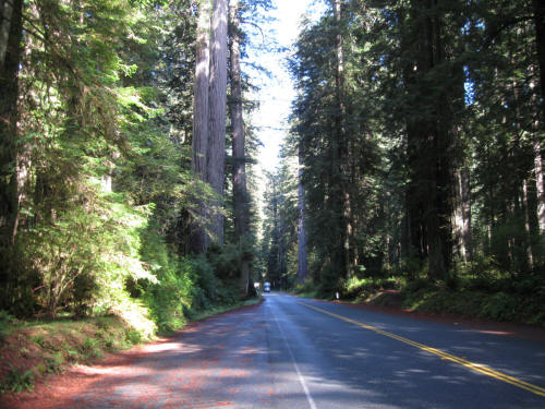 Riding Through the Redwood Forest