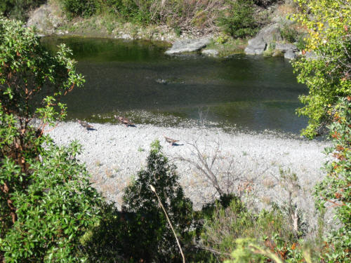 Vultures Scouring the Dry Riverbed