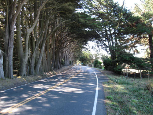 Treed Canopy on our Route Today