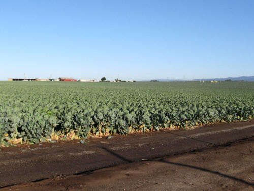Millions of Sprouts