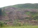 Scottish Clearcut!