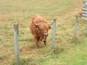 The Famous Highland Cattle