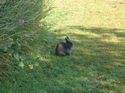 Scottish Wildlfe!