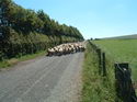 Sheep a Plenty!